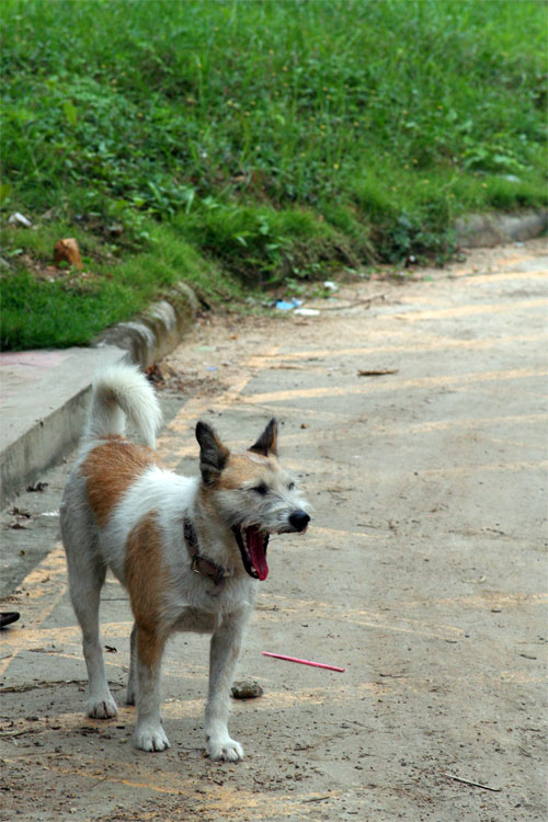 The Yawn