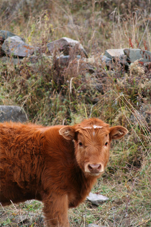 Mountain Herd